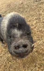 rescue pig at event sp25