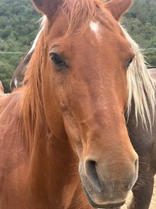 rescue horse at event sp25