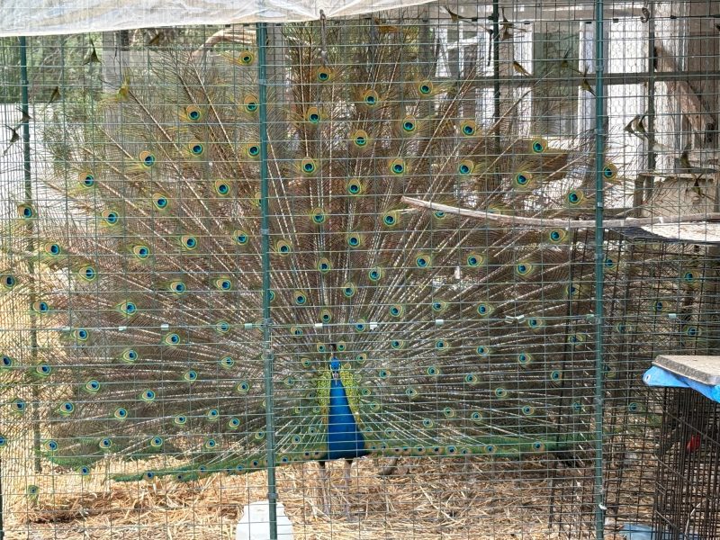 peacock at animal rescue